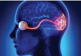 AI Can Now See Optical Illusions — And It’s Forcing Us to Rethink the Human Brain